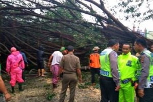 Pohon beringin dikawasan taman kota kuningan tumbang
